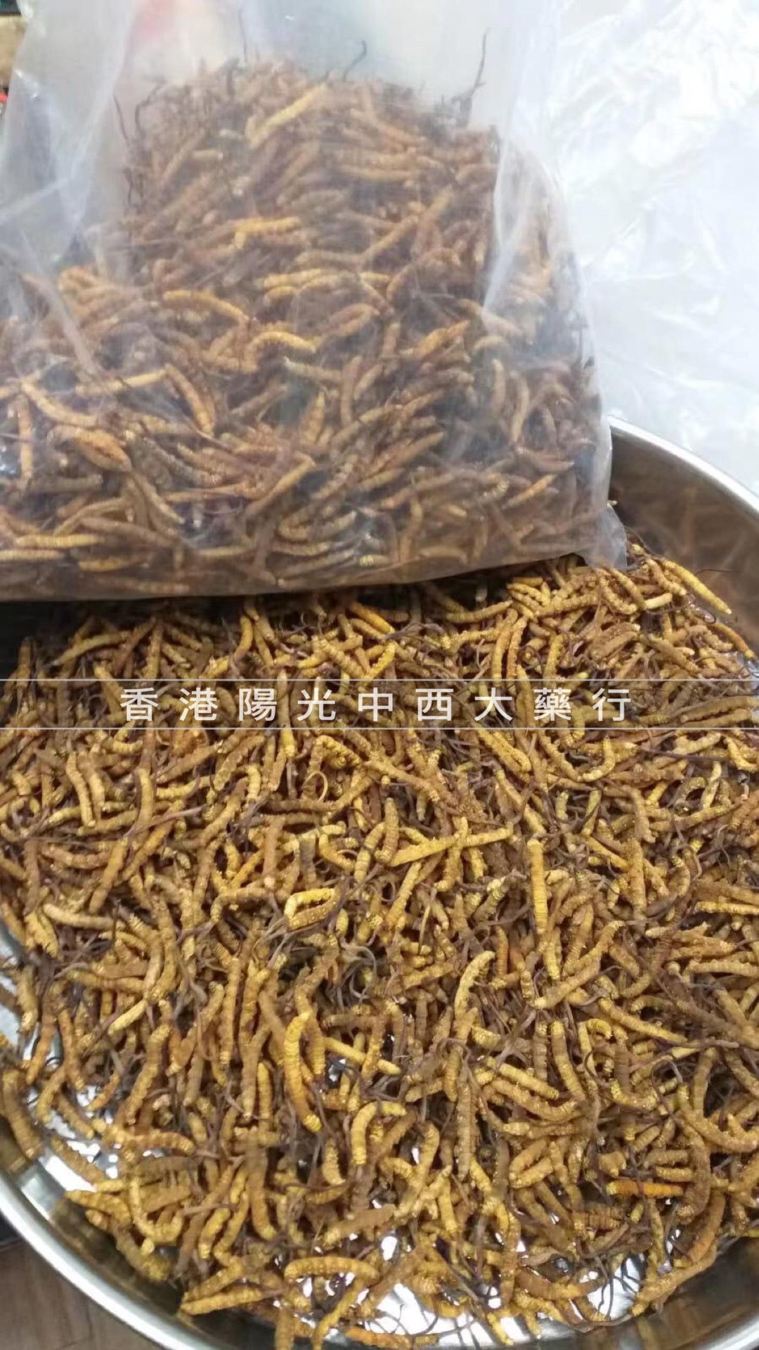 西藏那曲冬蟲夏草