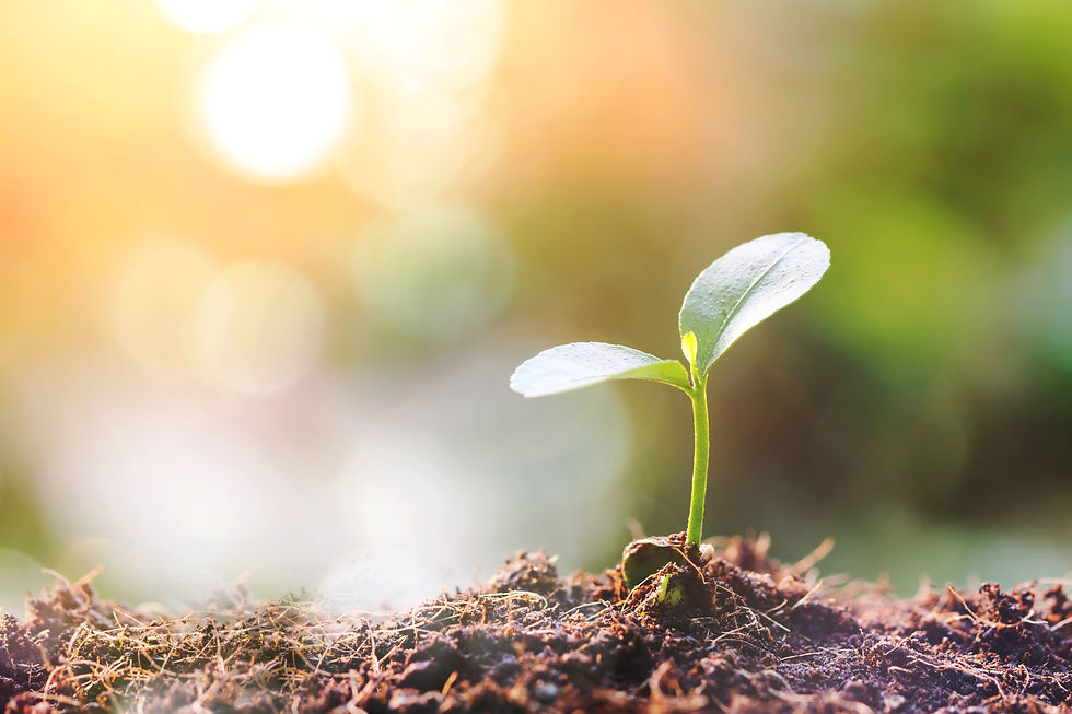 Young sprout in springtime
.jpg