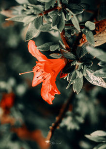 flower-1.jpg