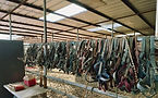 Horse tack hanging in barn at kill pen