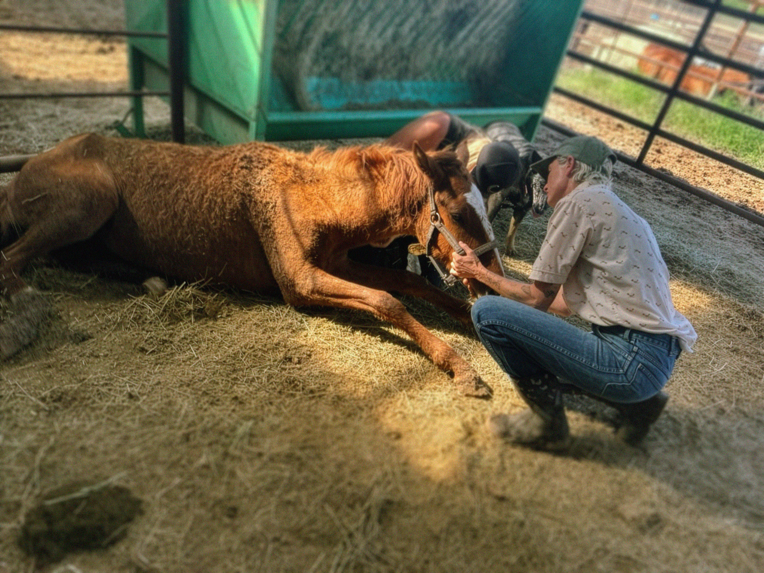 Rescue Ranchito team member with rescued mustang during visit to kill pen