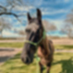 Crow, a rescued black American mustang available for adoption at Rescue Ranchito
