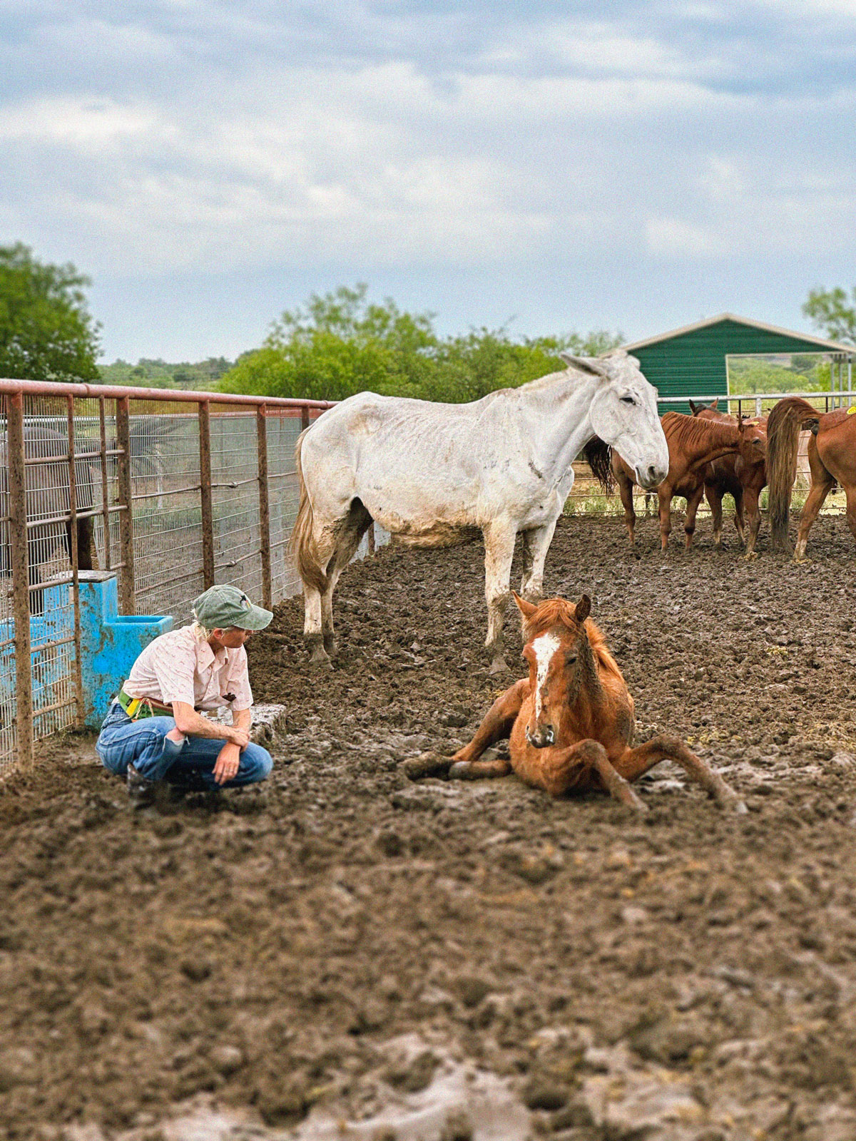 Team member sitting beside young horse in holding pen
