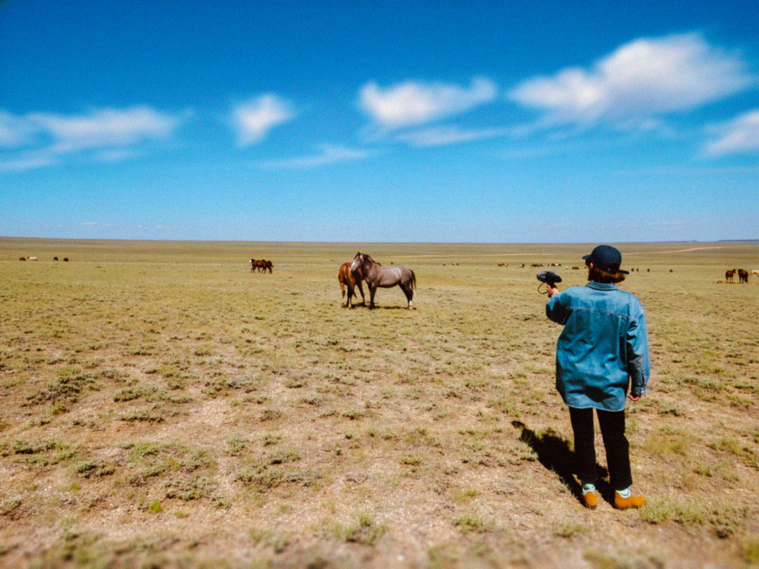 Wild horses standing on open land under blue sky
