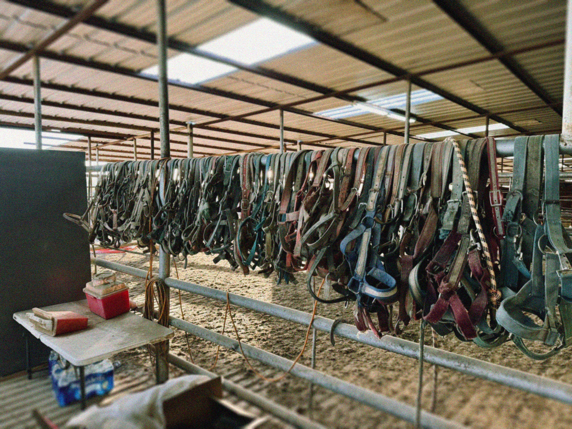 Horse tack hanging in barn at kill pen
