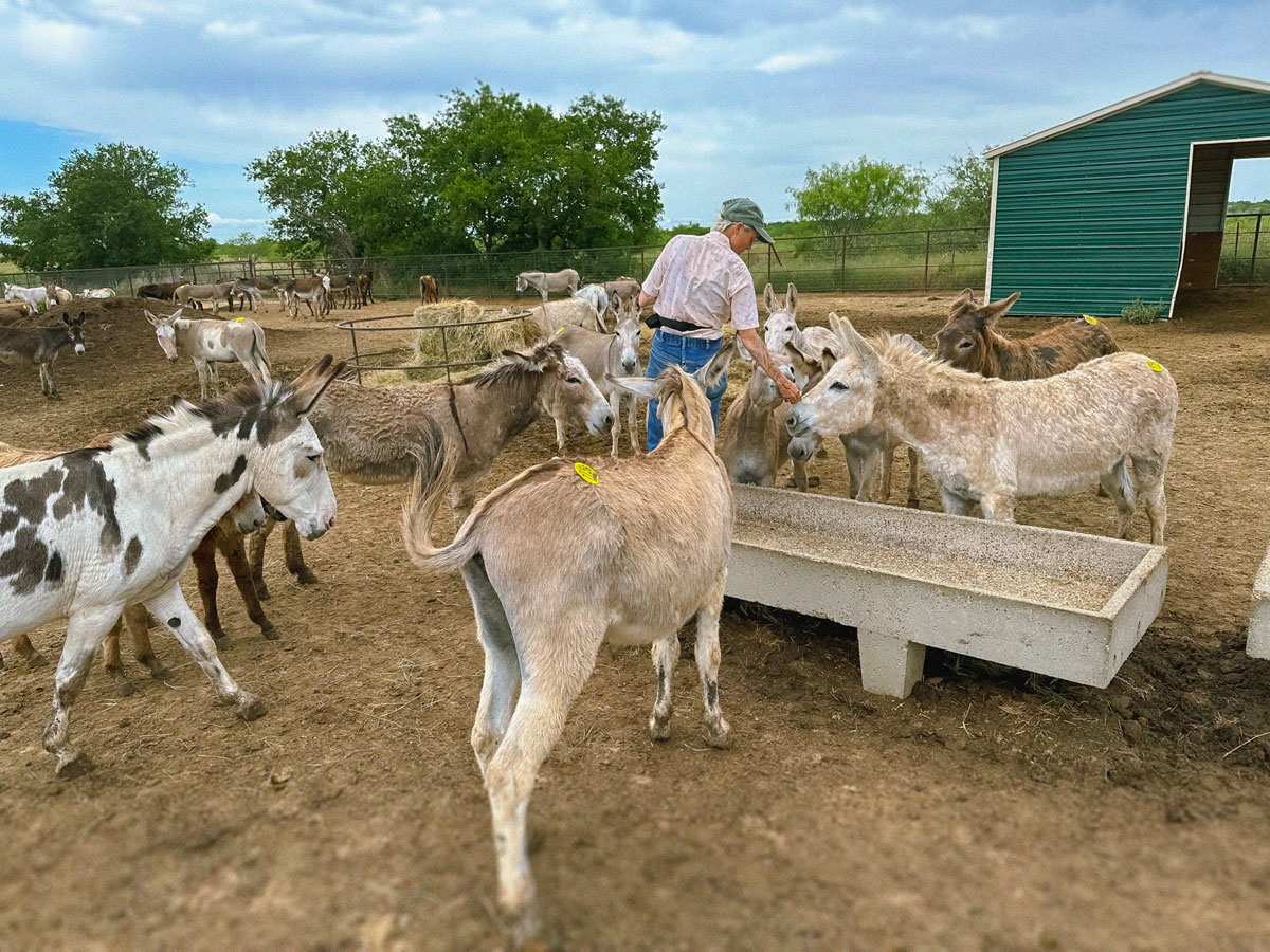 Burros gathered at a feeding trough during rescue intake
