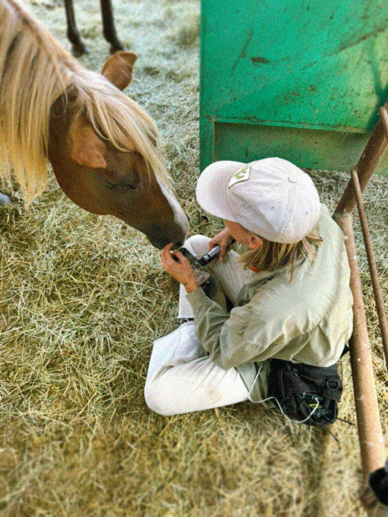 Rescue Ranchito team member caring for horse in barn stall at kill pen
