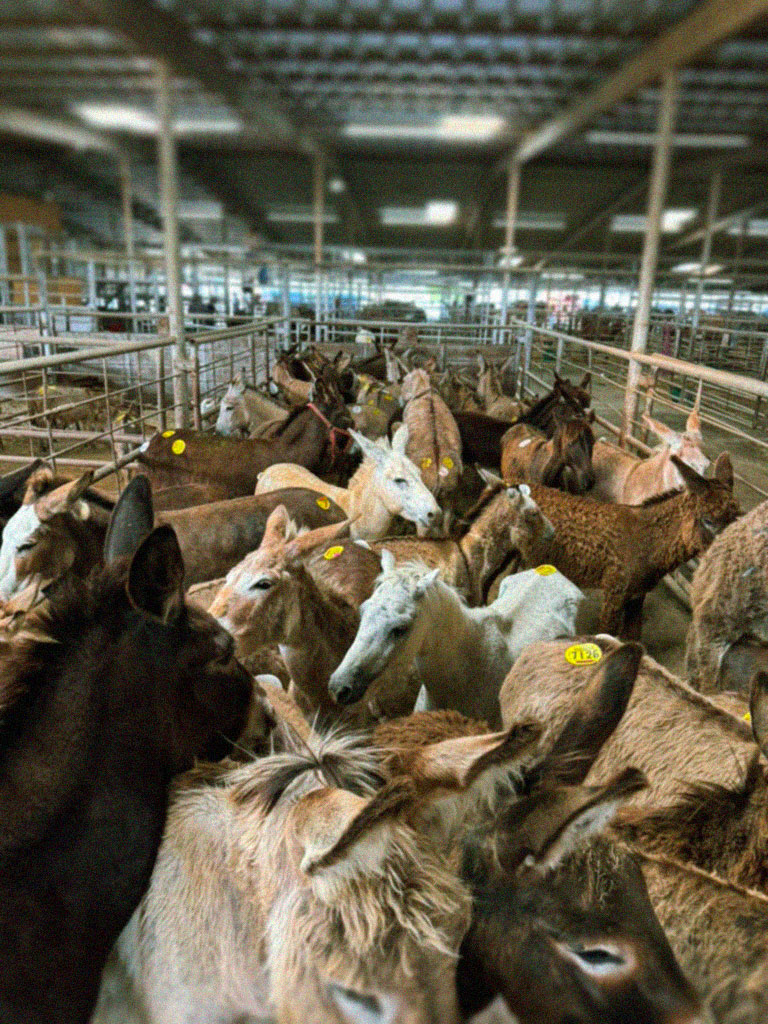 Holding pen filled with horses and burros at kill pens
