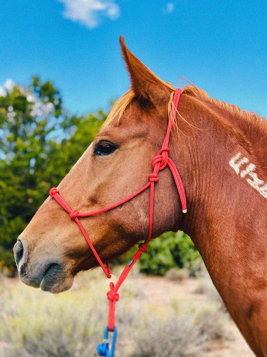 Close-up of Colter during rehabilitation and training at Rescue Ranchito