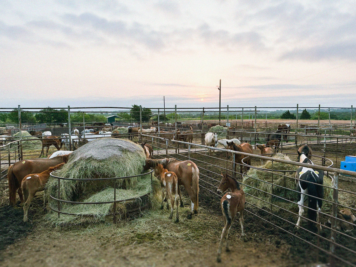 Wide view of rescue pens with horses and burros at holding facility at kill pen
