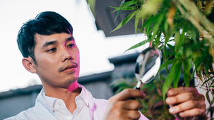 A man in a white shirt examines cannabis plants with a magnifying glass