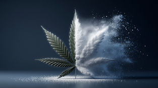 A cannabis leaf with one side green and the other side covered in isolate powder is placed against a dark background