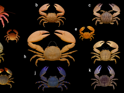 La "carcinisation" ou "la convergence institutionnelle" quand tous les business models finissent par se ressembler : le risque de "carcinisation" en radiologie