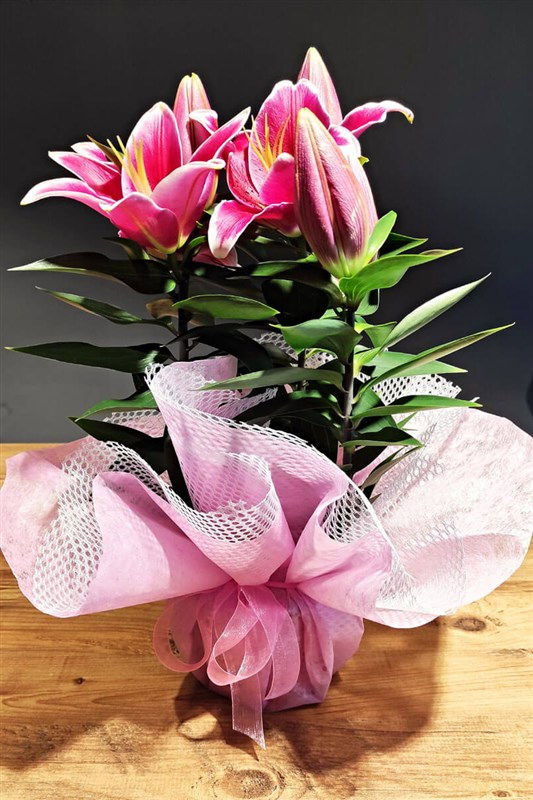 Küçük resim: LİLYUM CANLI ÇİÇEK