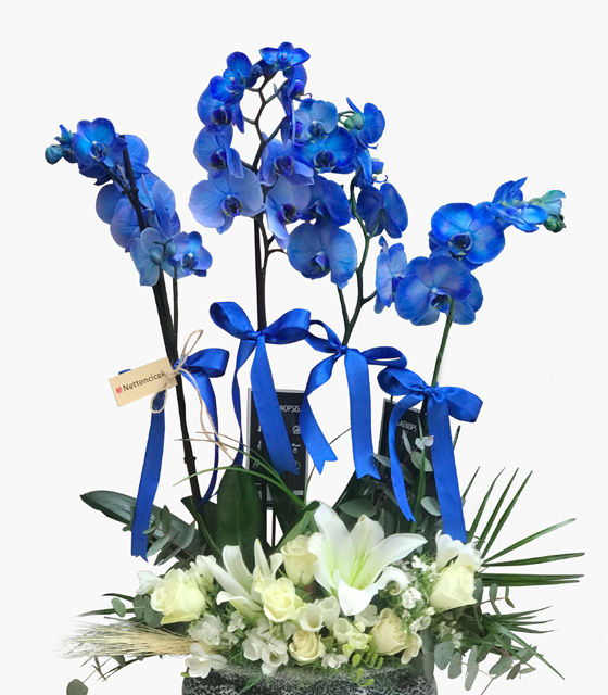 Küçük resim: DÖRT DAL İTHAL ORKİDE