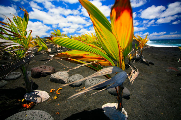 Kalapana_black_sand_beach.jpg