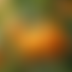 Top 10 Benefits of Growing Citrus Trees in Your Home Garden