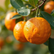 Top 10 Benefits of Growing Citrus Trees in Your Home Garden