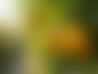 Top Citrus Trees to Grow in Perth for Optimal Flavor and Yield