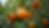 Eye-level view of a vibrant grapefruit tree with fruit