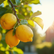 Benefits of Growing a Lemon Tree in Perth Climate