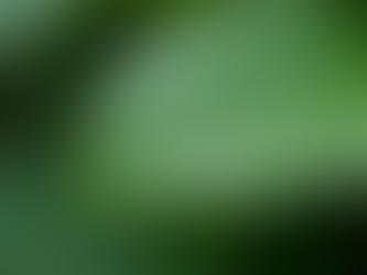 Essential Tips to Care for Your Garden and Boost Its Growth