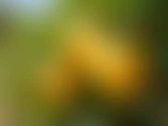Growing Quality Lemon Trees in Perth Tips and Tricks