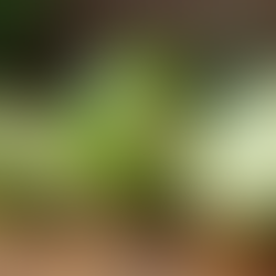 The Surprising Health Benefits of Incorporating Lime into Your Diet