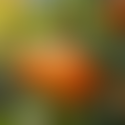 The Best Tips for Growing Mandarin Trees in Perth