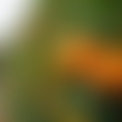 Growing Orange Trees in Perth A Complete Guide for Local Gardeners