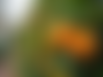 Growing Orange Trees in Perth A Complete Guide for Local Gardeners