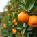 Growing Orange Trees in Perth A Complete Guide for Local Gardeners