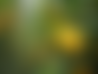 Tips for Growing a Thriving Mature Citrus Tree in Perth