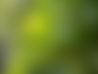 Top Tips for Growing Lime Trees in Your Perth Garden