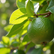 Top Tips for Growing Lime Trees in Your Perth Garden