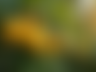 The Ultimate Guide to Growing Citrus and Fruit Trees in Australia