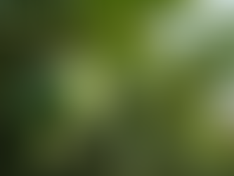 Growing Mango Trees in Perth: Tips for Successful Cultivation