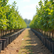 Best Fruit Tree Nurseries in Perth for Your Home Garden