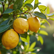 The Growing Popularity of Citrus Trees in Australia
