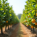 Why St Clements is Considered the Top Citrus Nursery in Perth