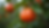 Close-up view of a Ruby Red grapefruit hanging on a tree