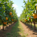 Where to Buy the Best Fruit Trees in High Wycombe Featuring St Clements Citrus
