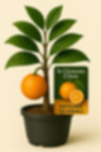 Satsuma Silverhill