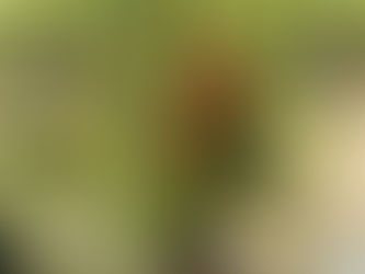 Exploring the Beauty of the JUJUBI Tree Garden in Perth