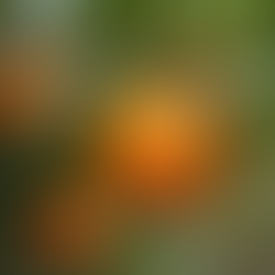 How to Successfully Grow a Mandarin Tree in Perth's Climate