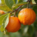 Where to Order Mandarins and Lime Trees for Delivery in High Wycombe