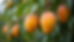 Close-up view of ripe mango fruits hanging from a healthy tree branch in Perth