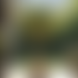 Best 15L Potted Trees for Thriving Gardens in Perth