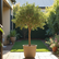 Best 15L Potted Trees for Thriving Gardens in Perth