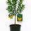 Thumbnail: Comquat Lime Sunrise